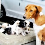 "My Dog is About to Give Birth: What Do I Do? Essential Tips for a Smooth Delivery and Care"