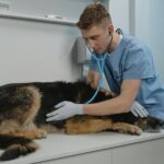 Understanding Rabies: Early Detection, Treatment, and Transmission to Humans