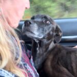 Parvo in Dogs: Symptoms, Treatment, and What You Can Do to Save Your Pup