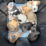 40 New Dogs Ready for Adoption in Tsitsikamma: Inside the Life-Changing Work of the ELM Project