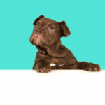What to Do After Your Pet Is Spayed or Neutered: A Complete Aftercare Guide