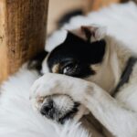 Why Spaying and Neutering Saves Lives: The Facts and Benefits