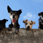 Vaccination and Deworming: Why It Matters for Community Health — For Pets and the People Who Love Them