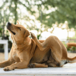 Introduction: Springtime and Your Pet’s Skin Health